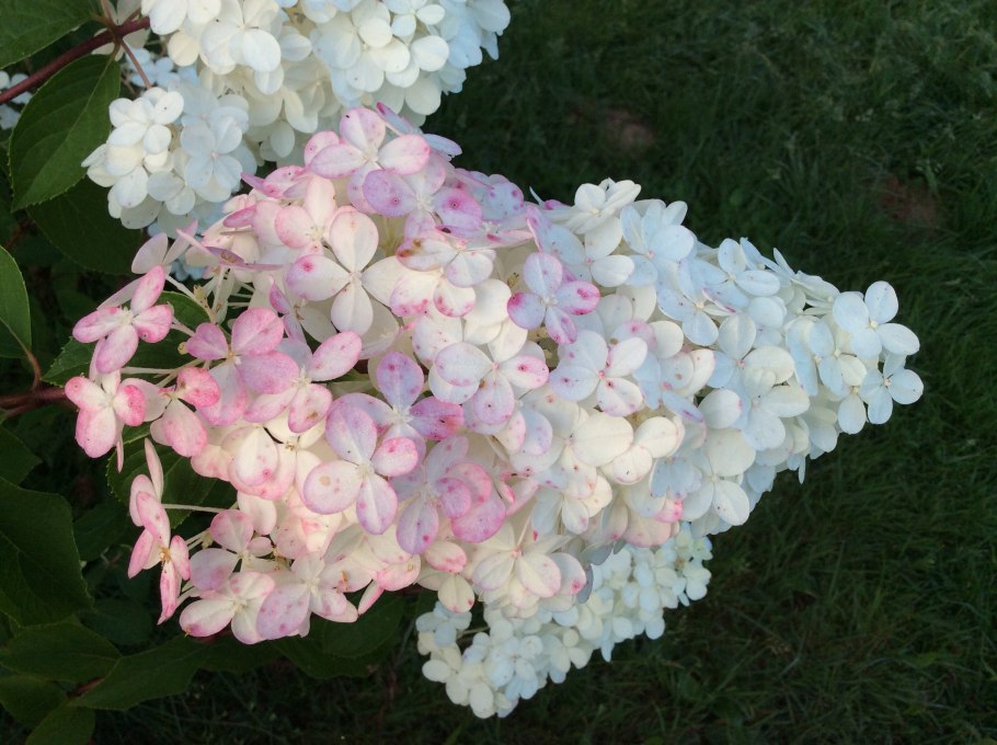 Гортензия метельчатая Скайфолл