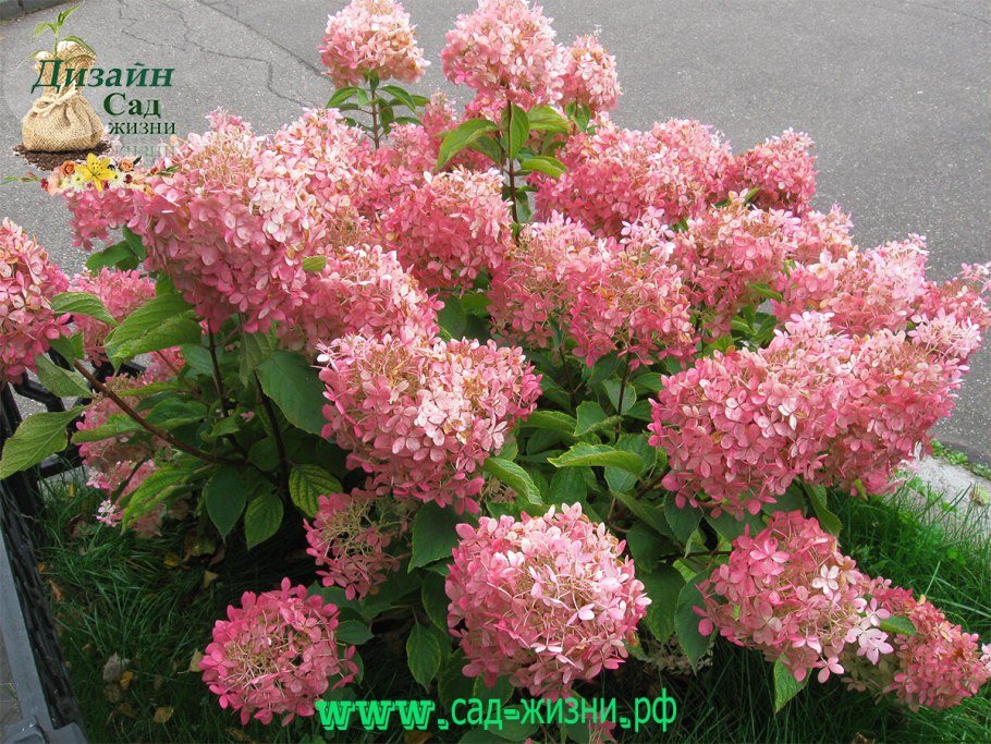 Гортензия крупнолистная Юник