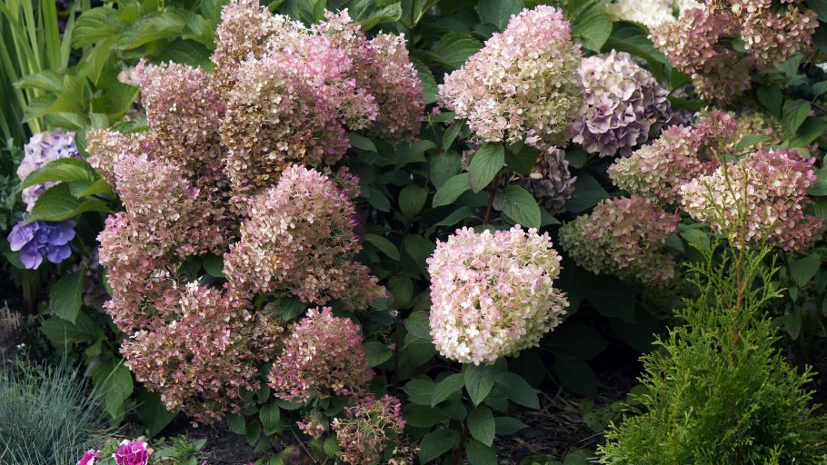 Гортензия метельчатая мега Перл