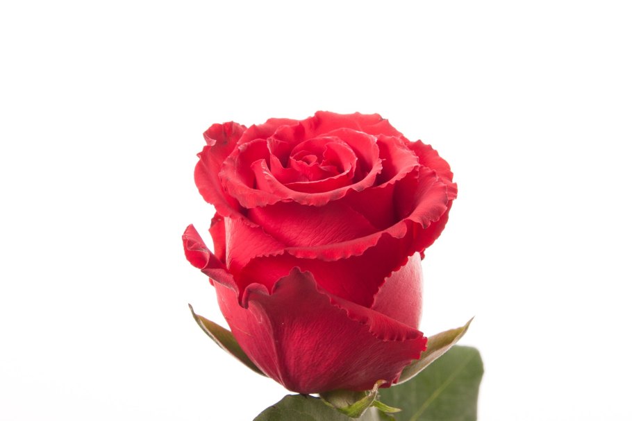 Роза чайно-гибридная Lotus