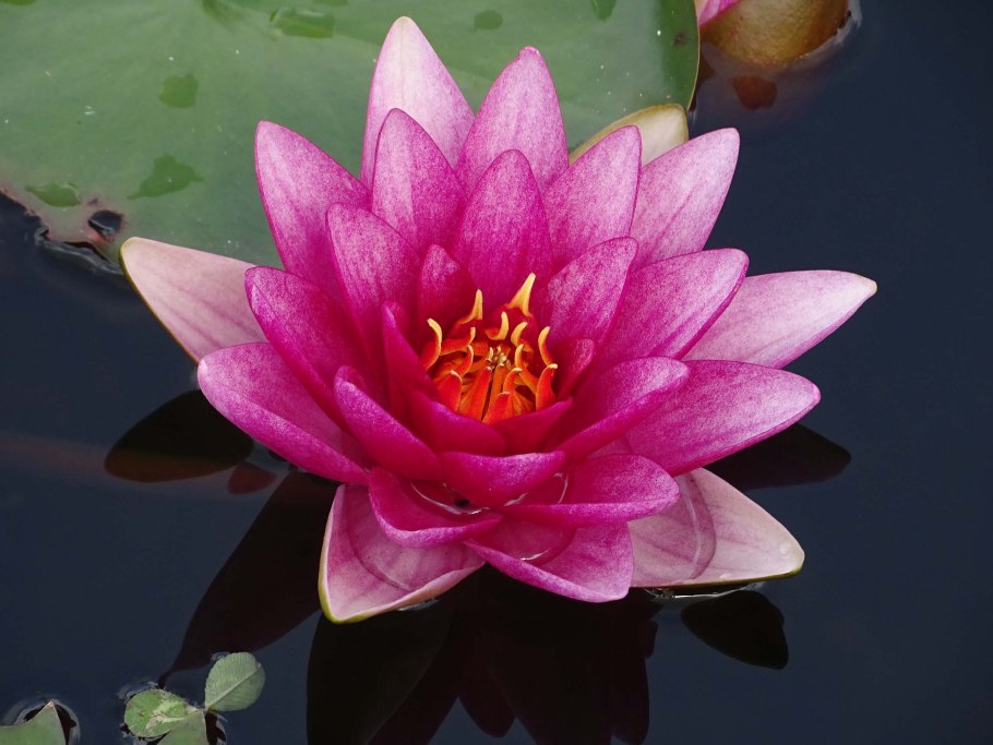 Лотос Lotus ЧГ роза