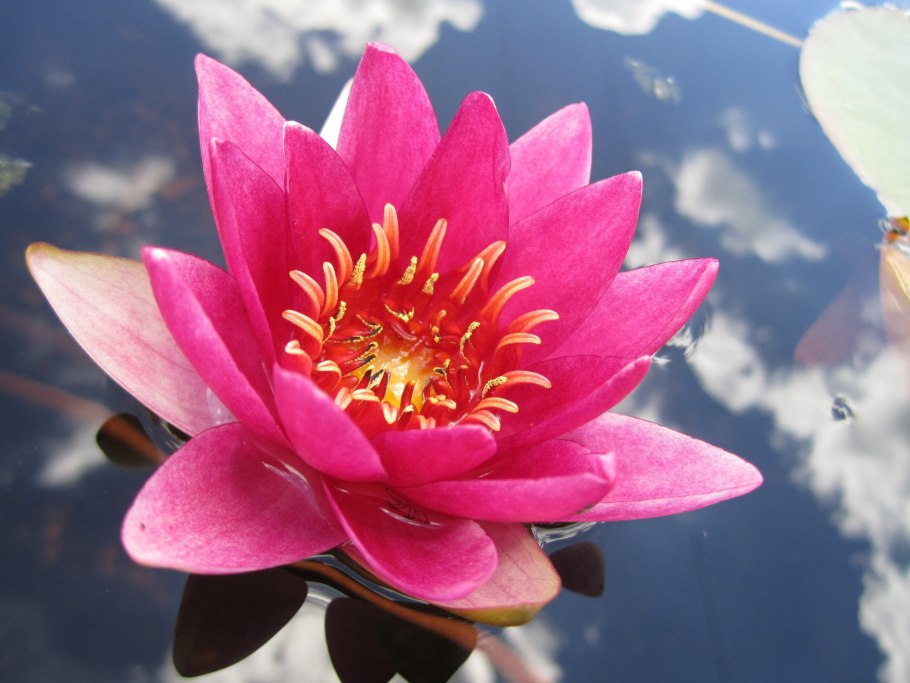Nelumbo nucifera Pink Lotus