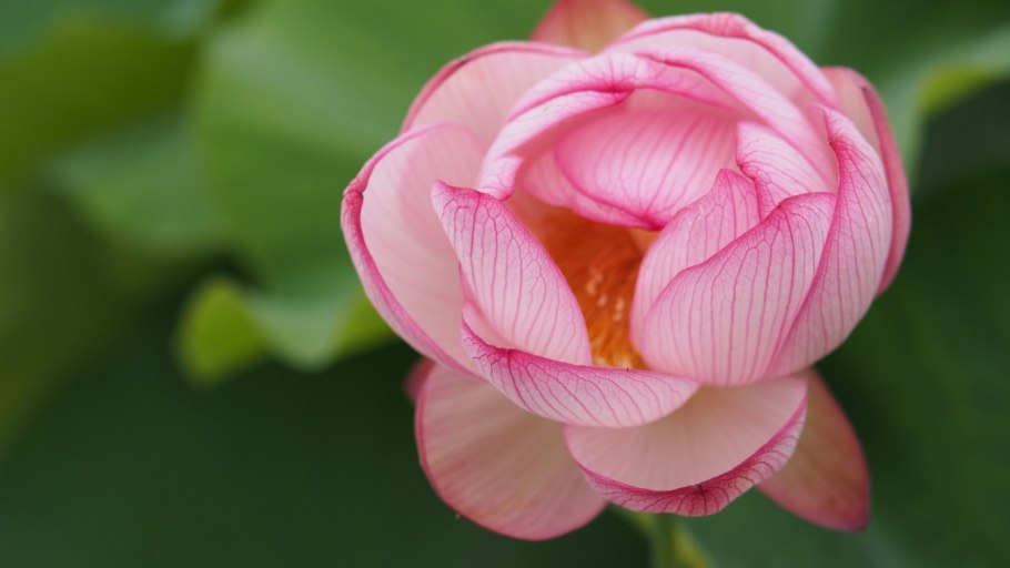 Лотос цветок