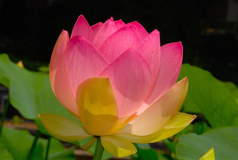 Роза чайно-гибридная Лотос