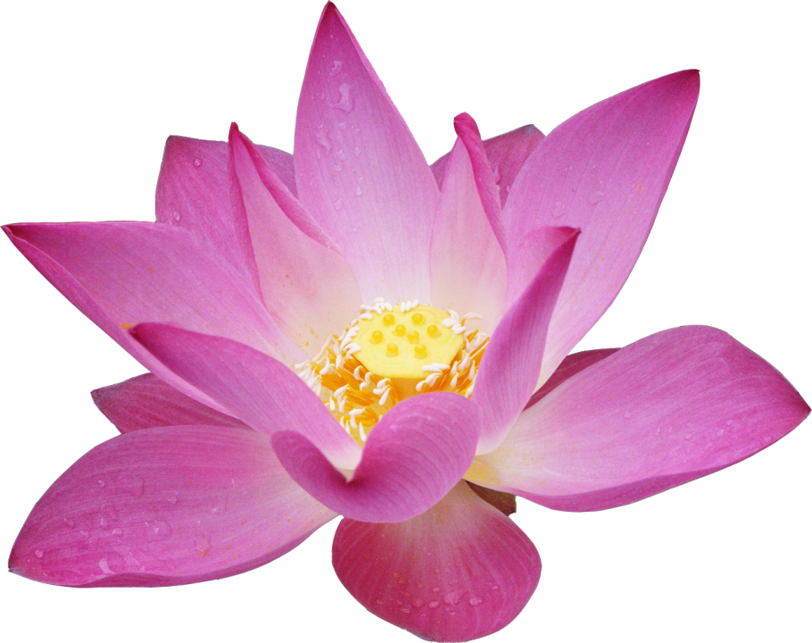 Роза и Лотос схожи