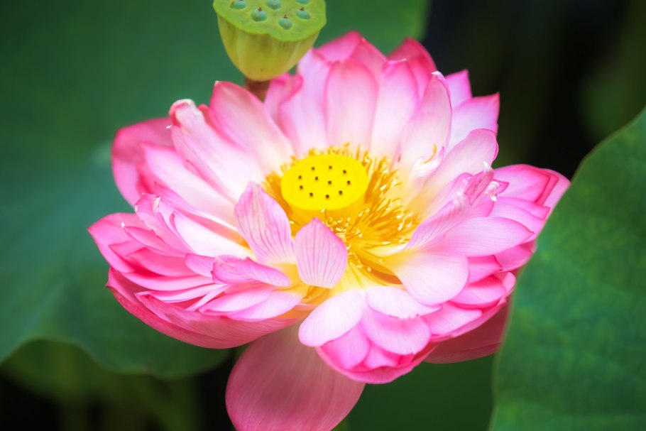 Роза Лотос фото