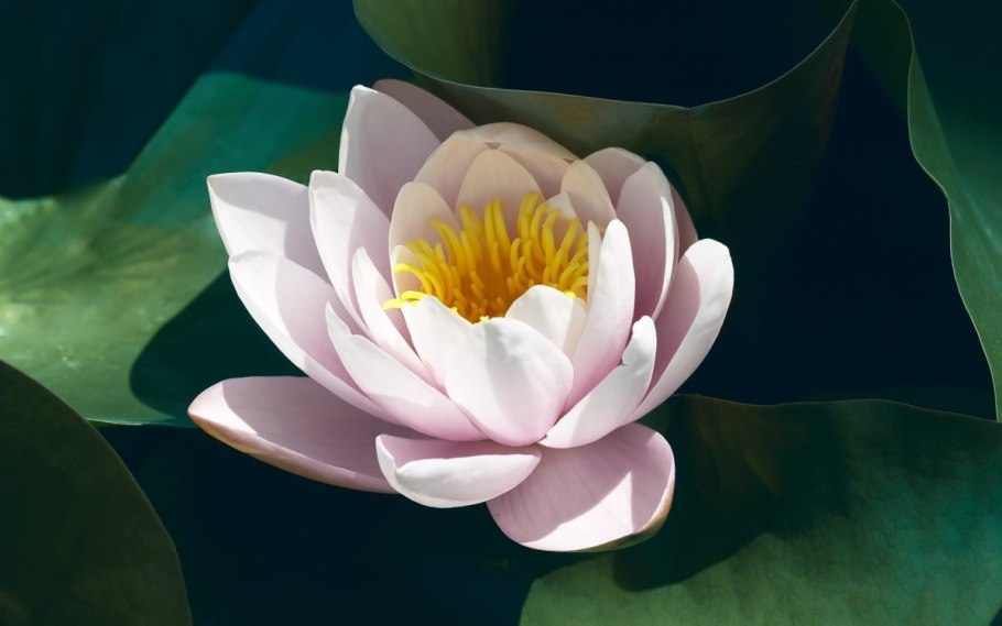 Лотос цветок бутон