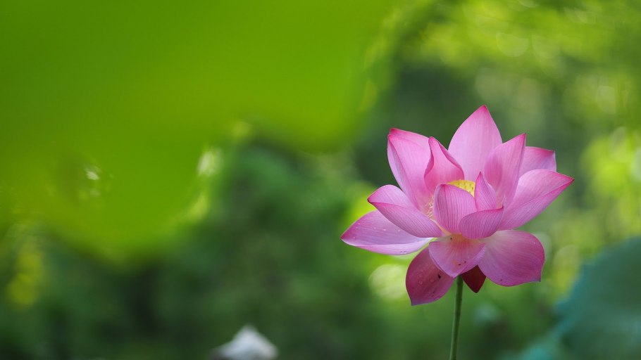 Лотос персиковый