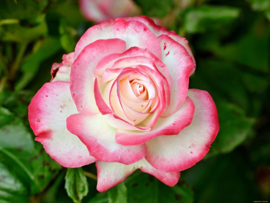 Экадаши в декабре