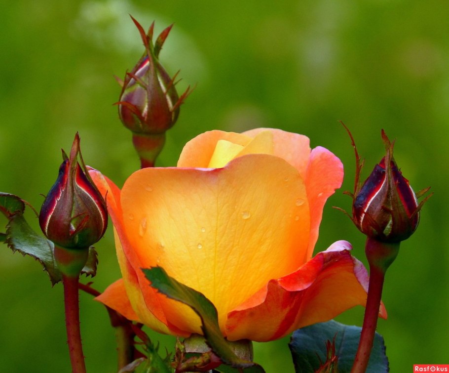 Цветок с закругленными лепестками