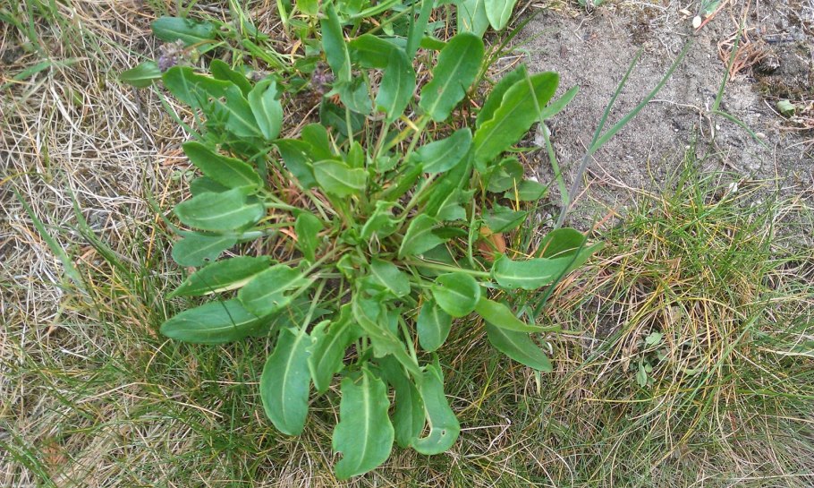 Щавель (Rumex)