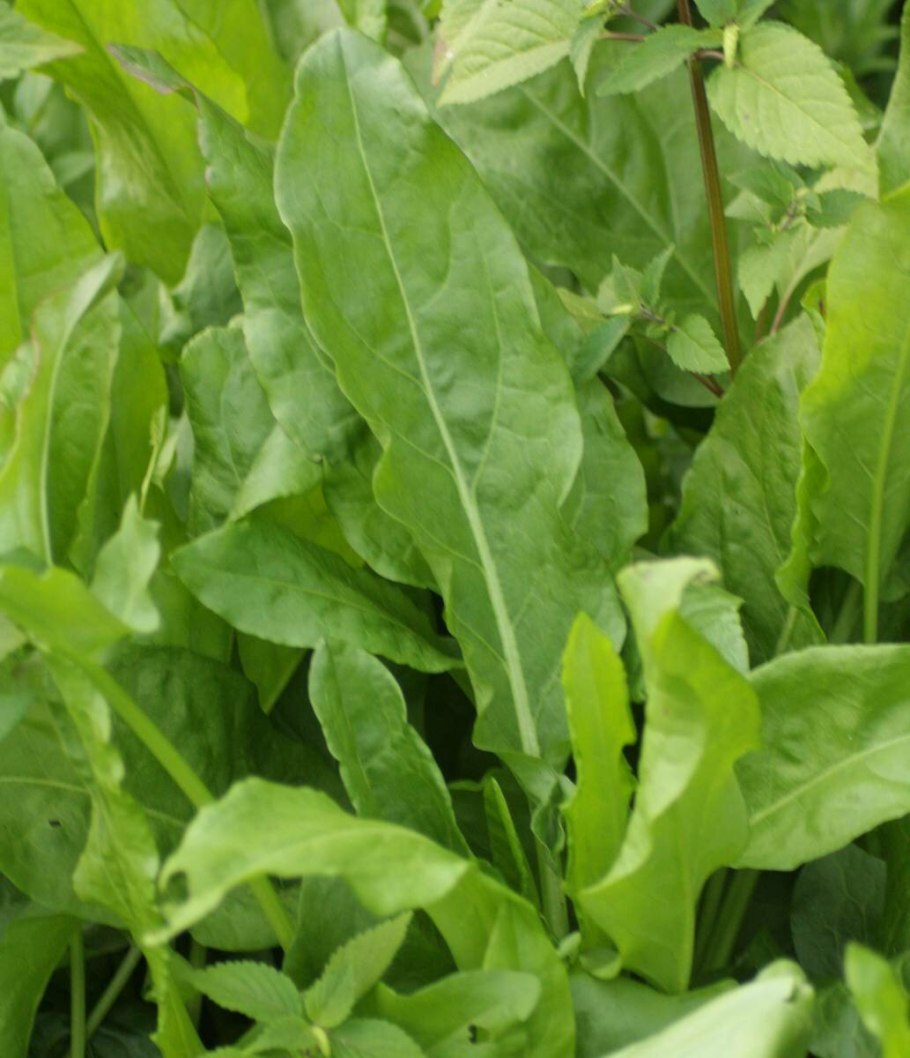 Каким максимум вырастает щавель