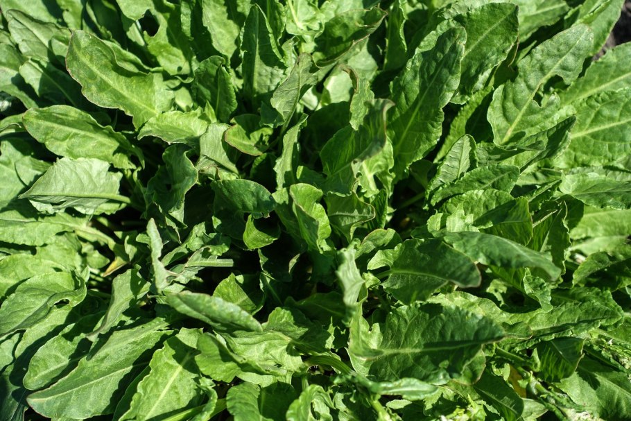 Щавель Беллевилль