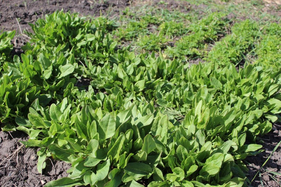 Кира щавель