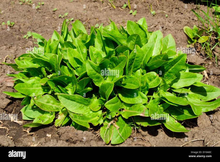 Щавель обыкновенный, кислый