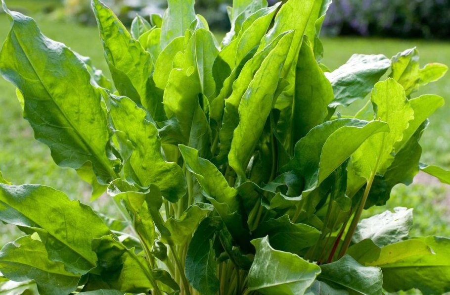 Щавель обыкновенный Rumex acetosa