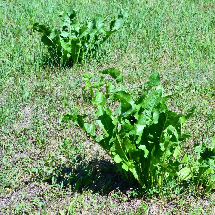 Хрен на грядке