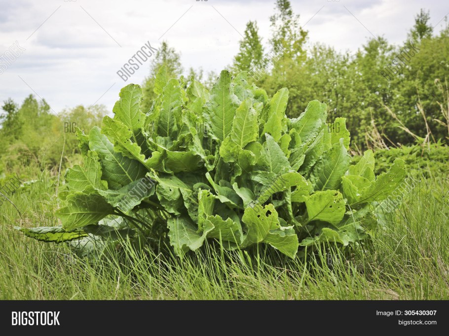 Конский щавель Шпинатный