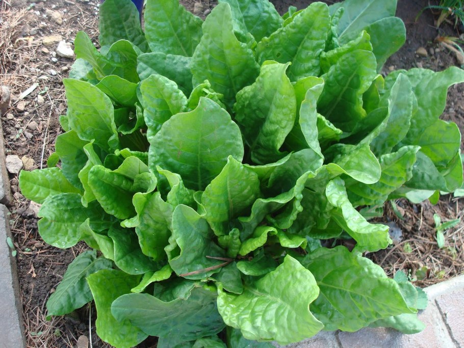 Armoracia Rusticana Gaertn