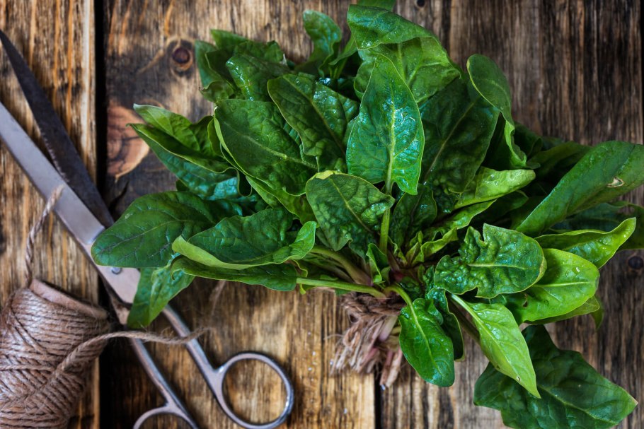 Желтый щавель Rumex crispus