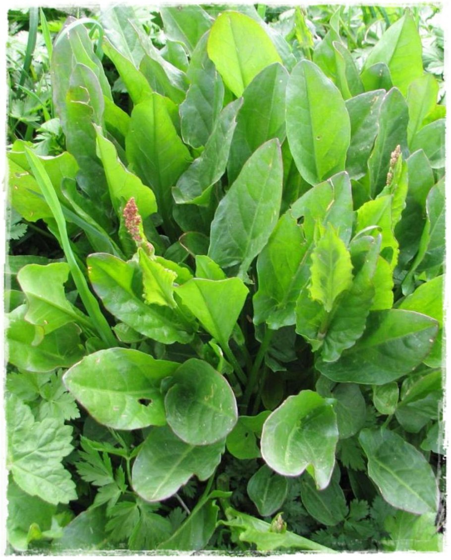 Щавель пучок