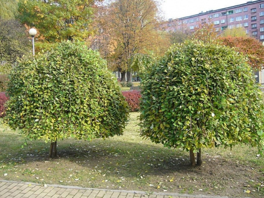 Береза плакучая Youngii