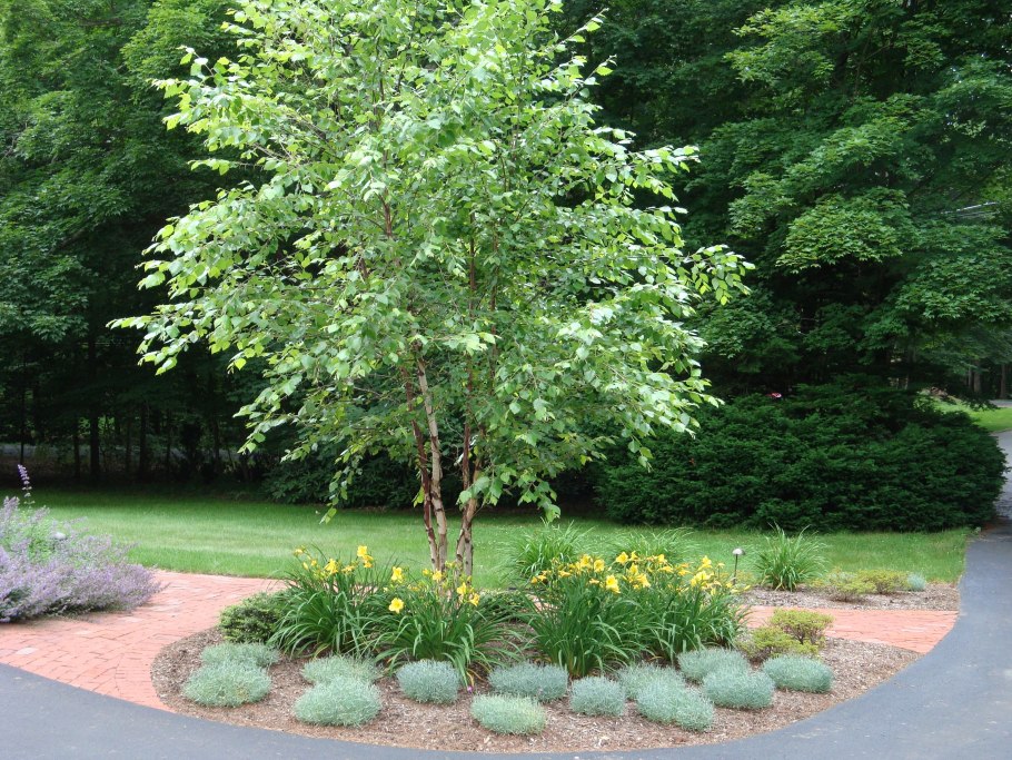 Береза повислая Юнги Betula pendula Youngii