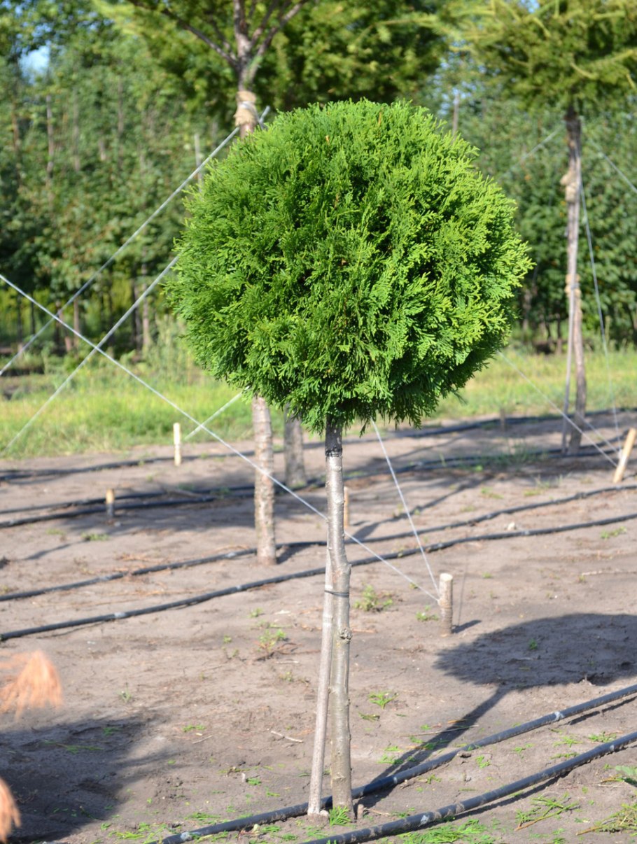 Береза Пендула Юнги
