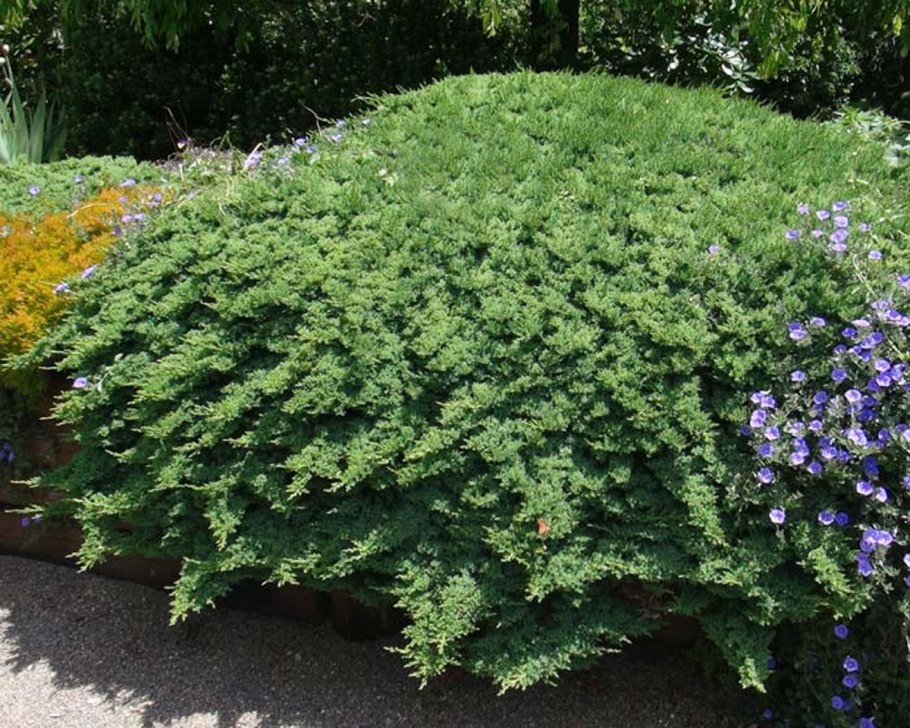 Можжевельник Прокумбенс Нана