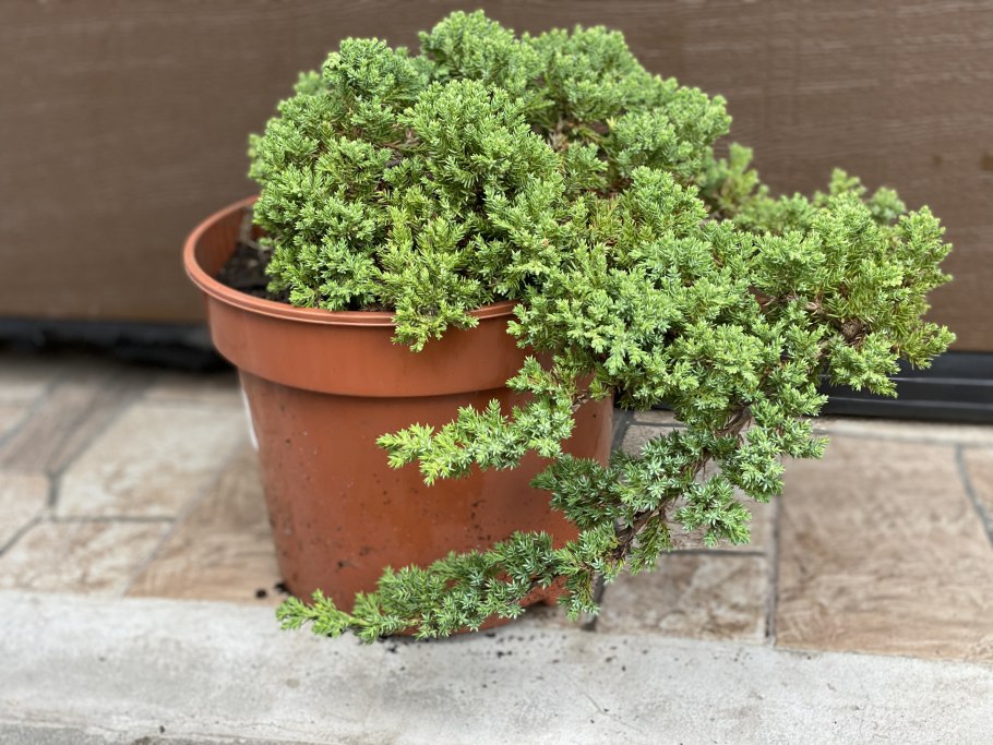 Можжевельник Нана лежачий в ландшафтном дизайне