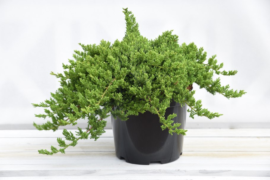 Можжевельник Нана крашиогина