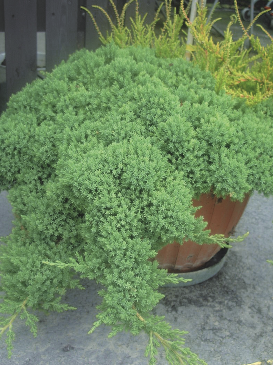 Можжевельник Прокумбенс Нана на штамбе