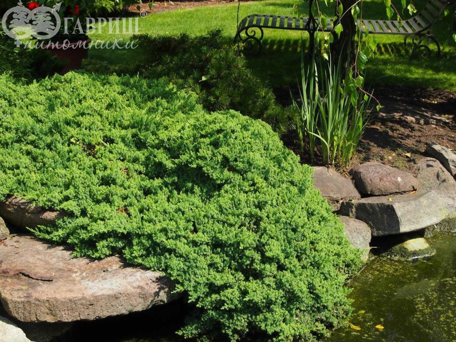 Можжевельник лежачий Прокумбенс Нана