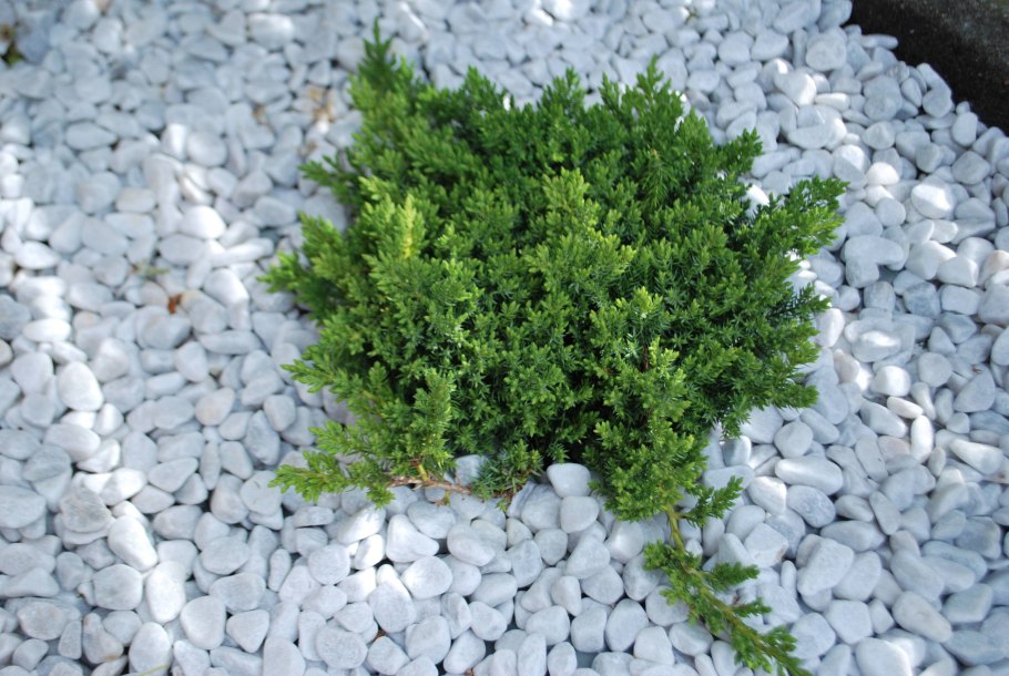 Можжевельник Прокумбенс Нана