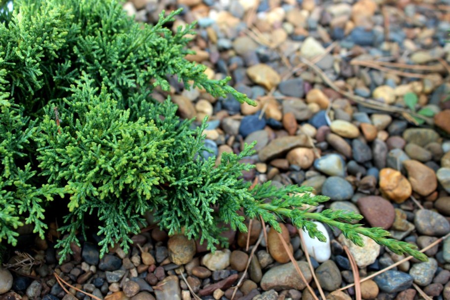 Можжевельник Прокумбенс