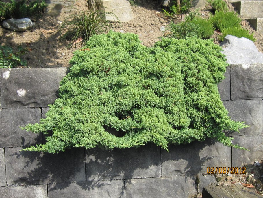 Juniperus proc. Nana