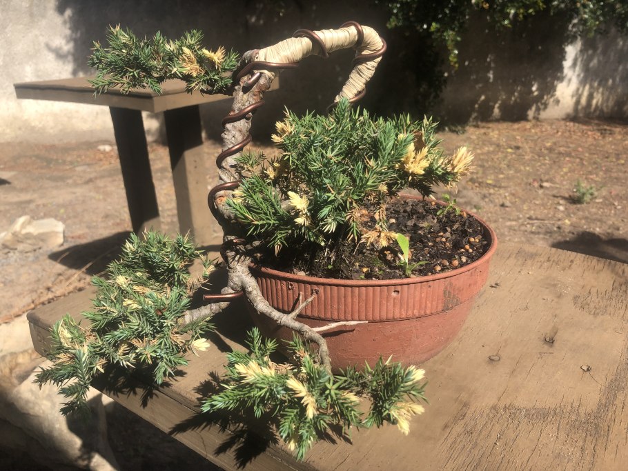 Можжевельник Нана лежачий засыхает