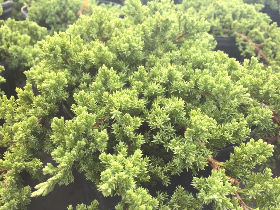 Прокумбенс Нана