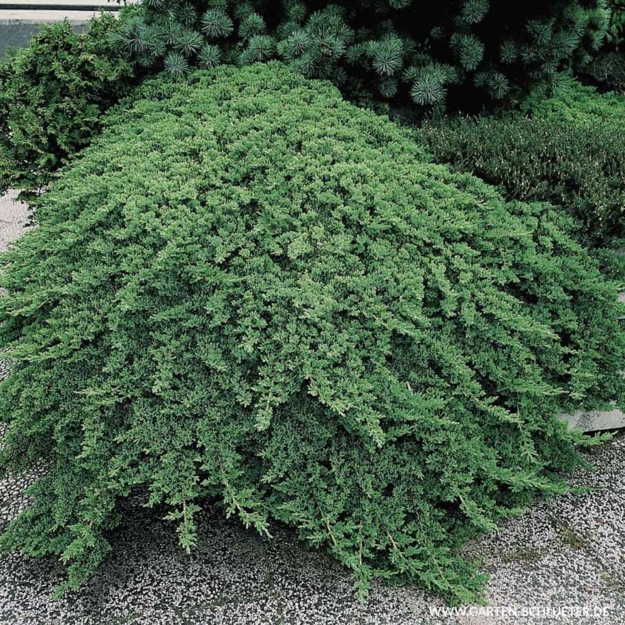 Прокумбенс Нана