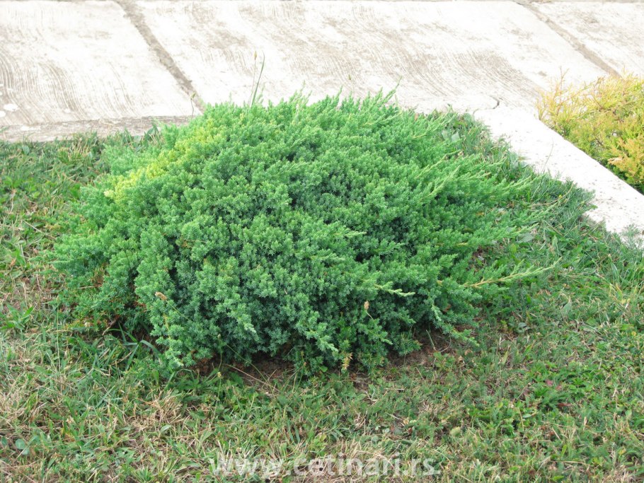 Можжевельник Прибрежный Эмеральд сиа