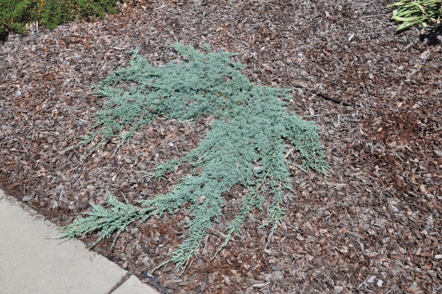 Можжевельник St сорт Nana