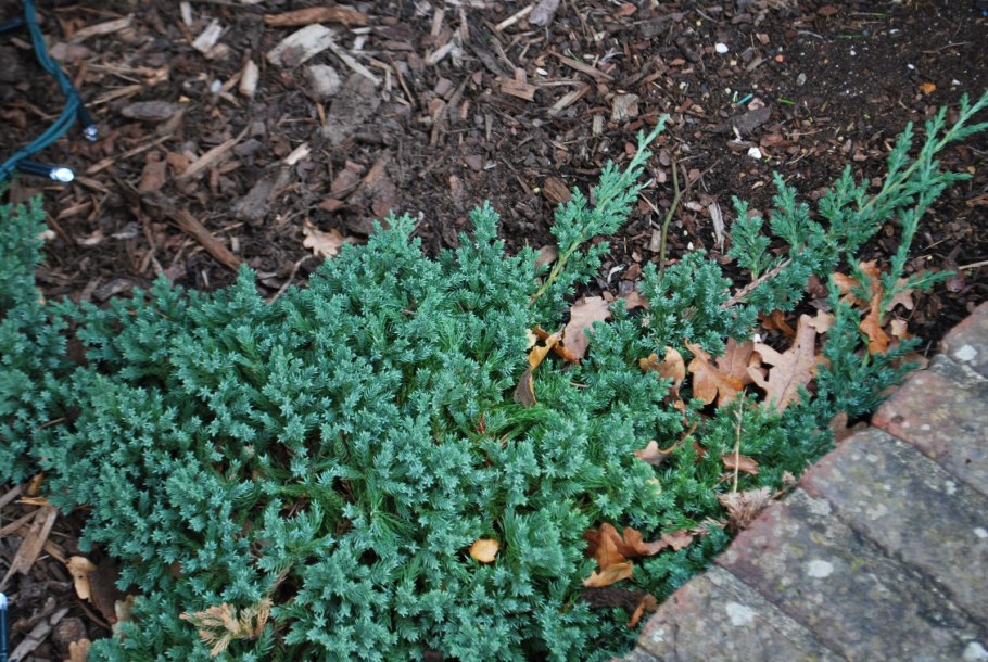 Можжевельник средний (Juniperus Media procumbens Nana)