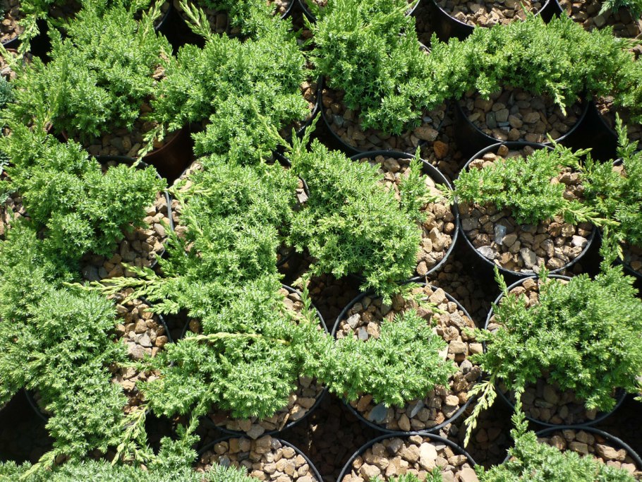 Можжевельник Прокумбенс Нана