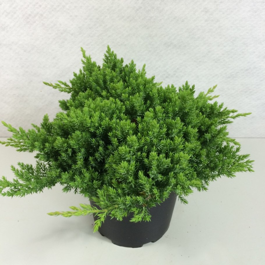Juniperus procumbens Nana