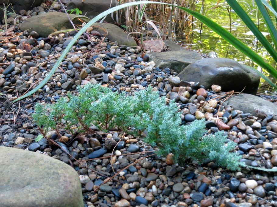 Грин карпет (Green Carpet)