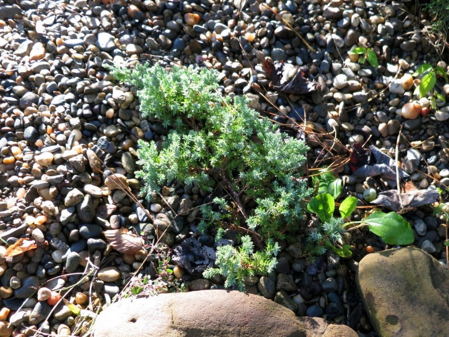 Можжевельник лежачий Нана описание