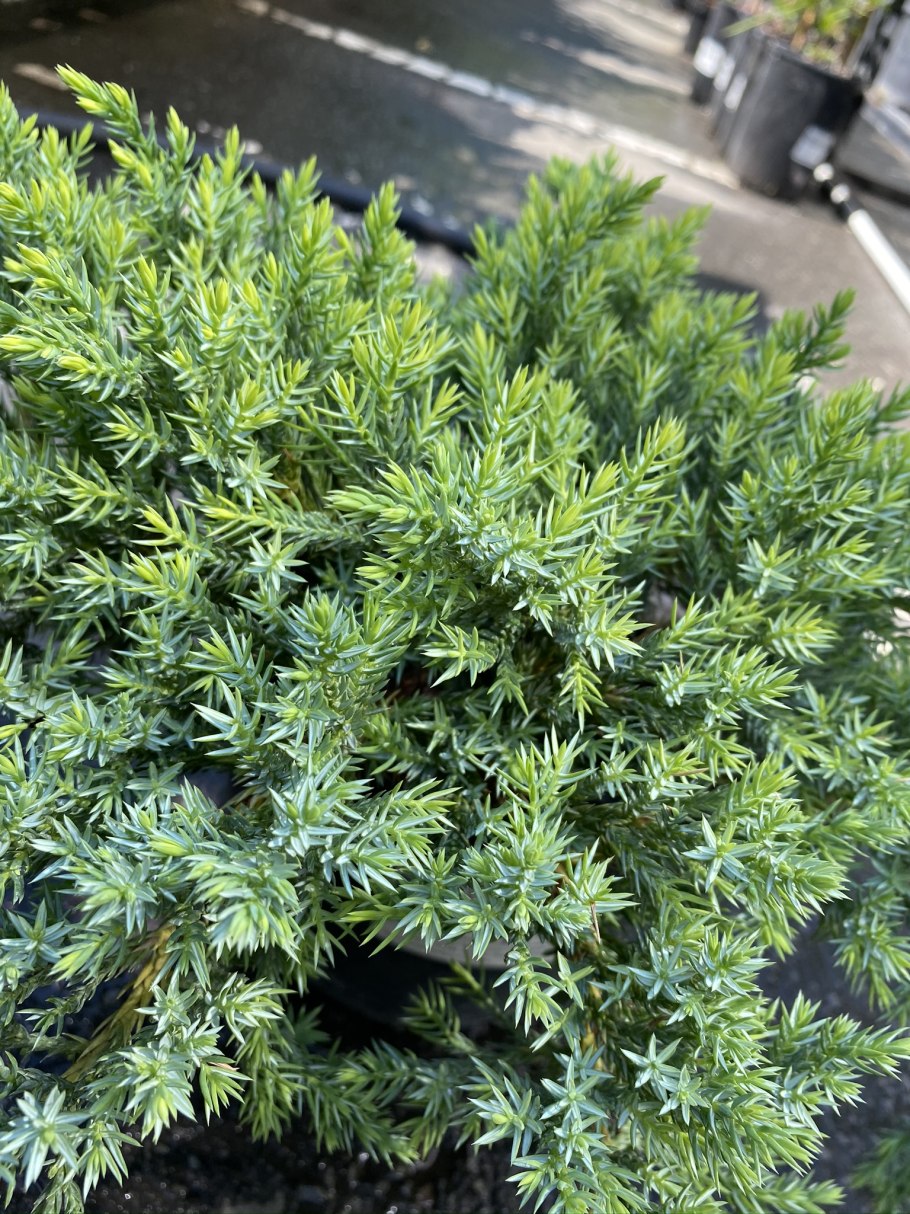 Можжевельник Прокумбенс