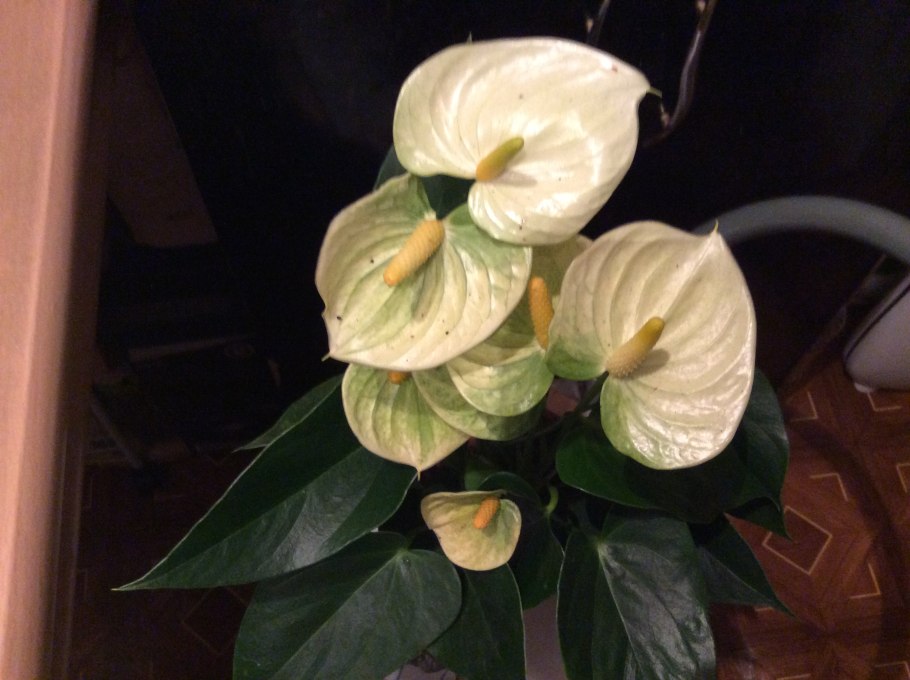 Антуриум Андрианум Ванилла