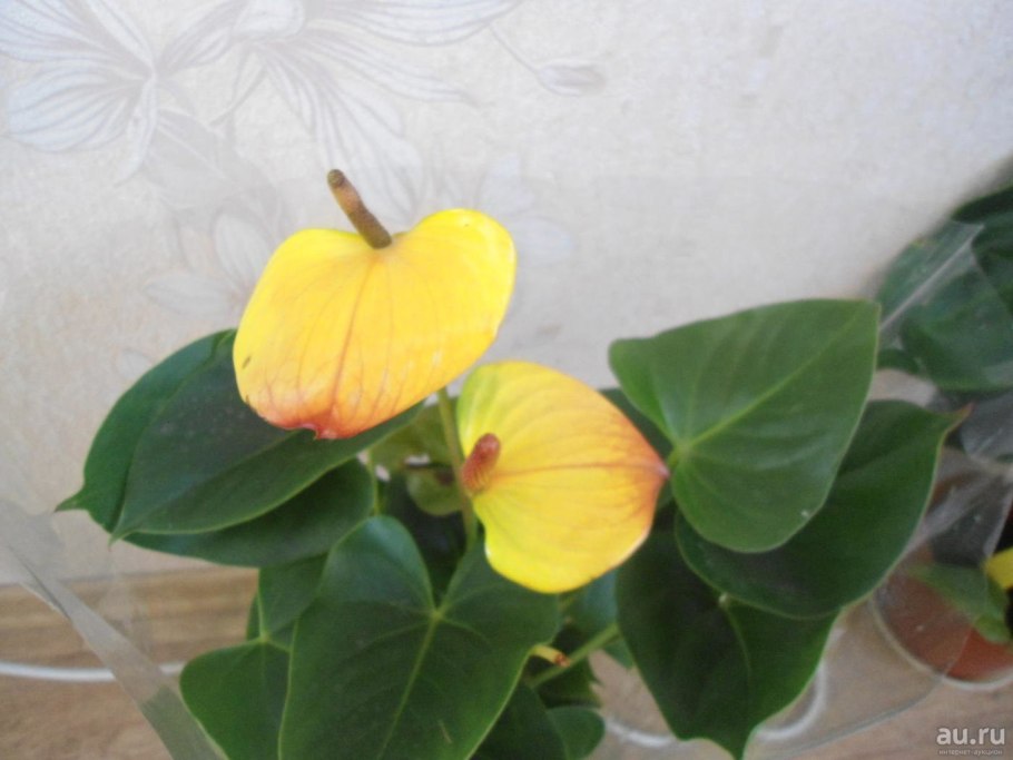 Оранжина Антуриум