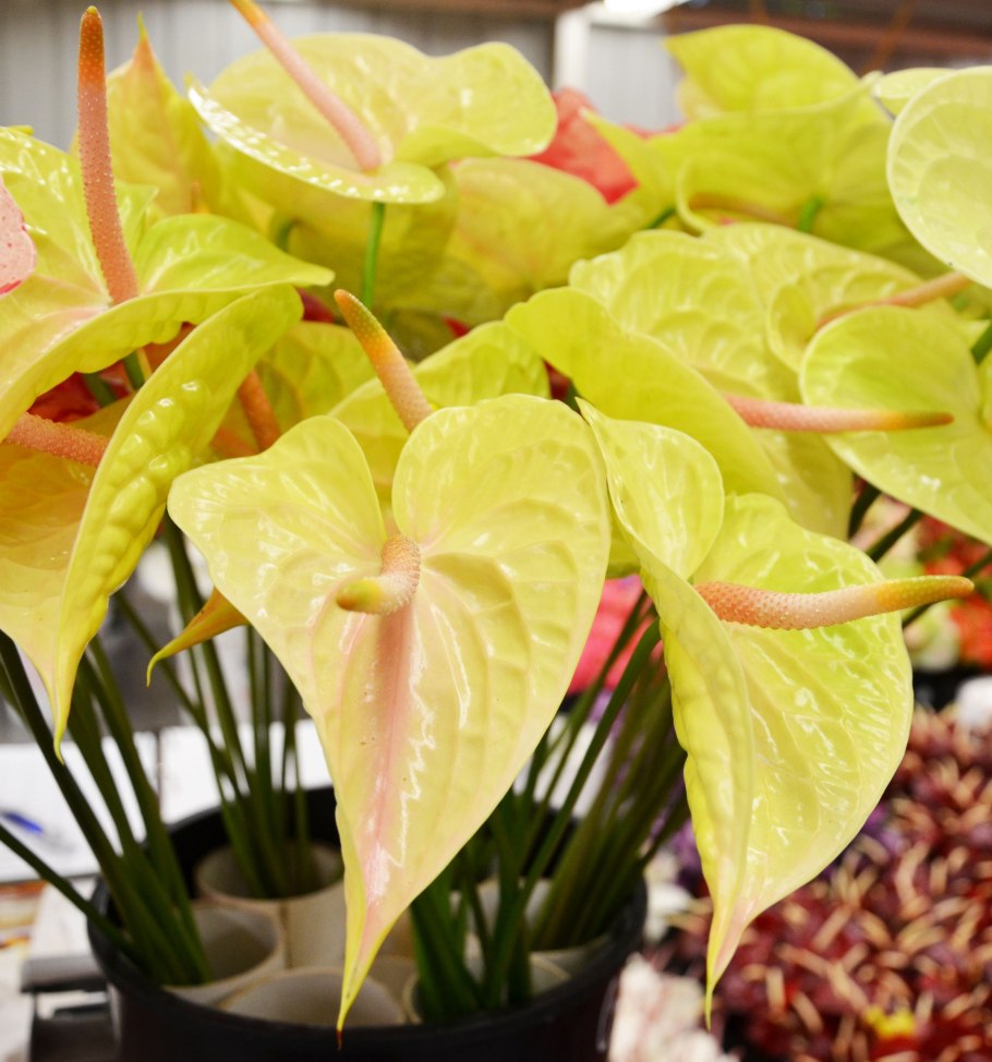 Антуриум Андре Ванилла